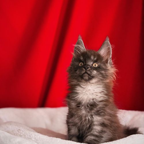 Mâle black silver mackerel tabby