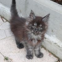 Mâle black silver mackerel tabby #1