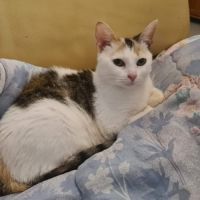Athena minette tricolore 1 an