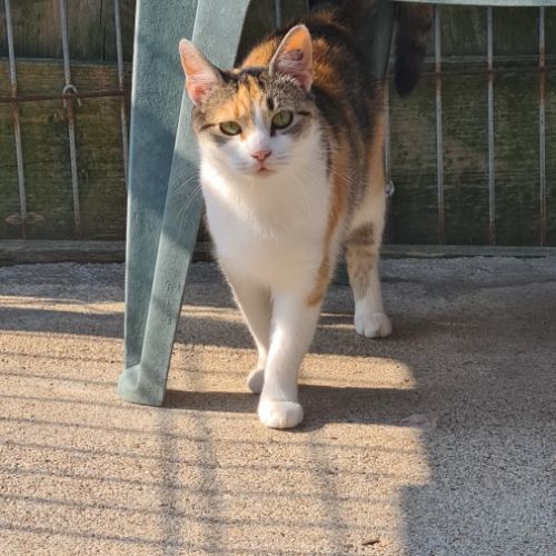Valentine minette tricolore 2 ans #2