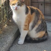 Valentine minette tricolore 2 ans
