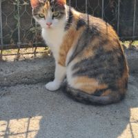 Valentine minette tricolore 2 ans #3