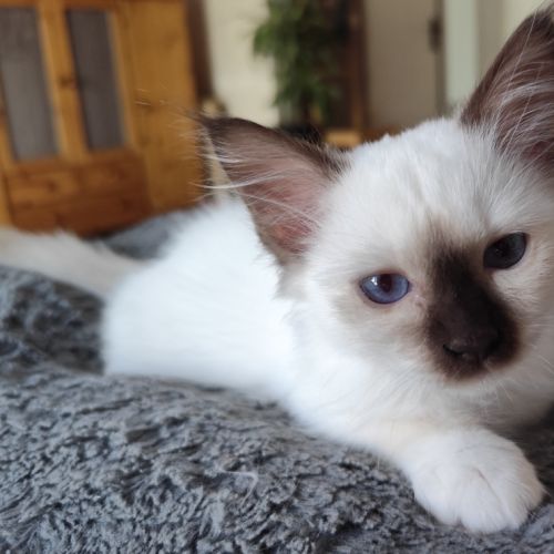 Chaton mâle sacré de birmanie loof #1