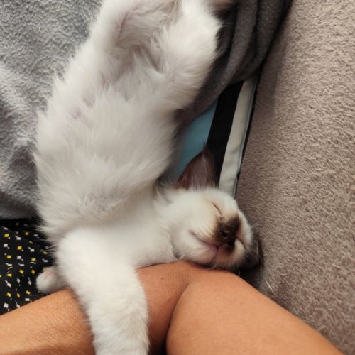 Chaton mâle sacré de birmanie loof #2