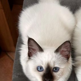 Chaton mâle sacré de birmanie loof #0
