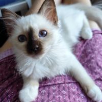 Chaton mâle sacré de birmanie loof #3