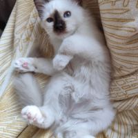 Chaton mâle sacré de birmanie loof #4