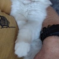 Chaton mâle sacré de birmanie loof #5