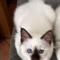 Chaton mâle sacré de birmanie loof