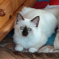 Chaton mâle sacré de birmanie loof