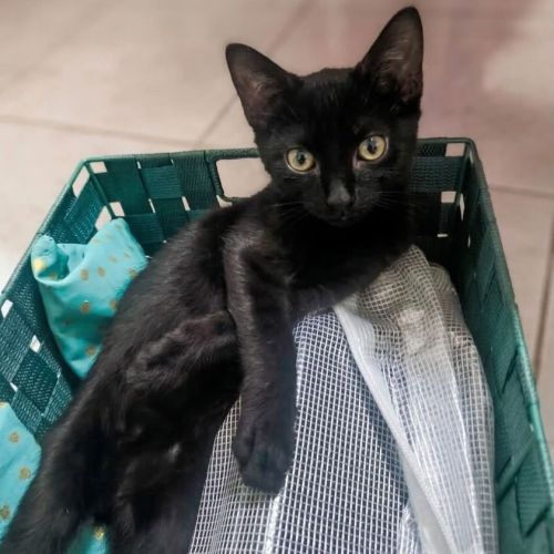 Stella à l'adoption #0