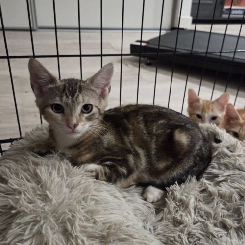 Cracotte à l'adoption #1