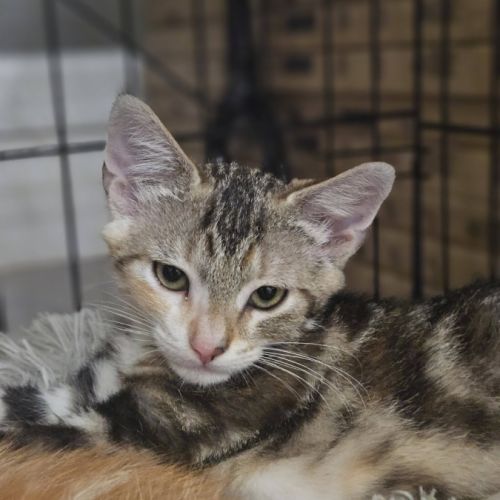 Cracotte à l'adoption #0