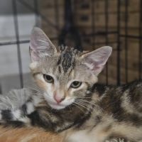Cracotte à l'adoption