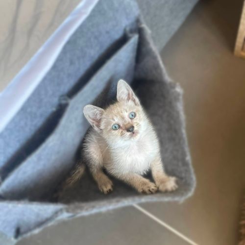 Cirilla à l'adoption #2