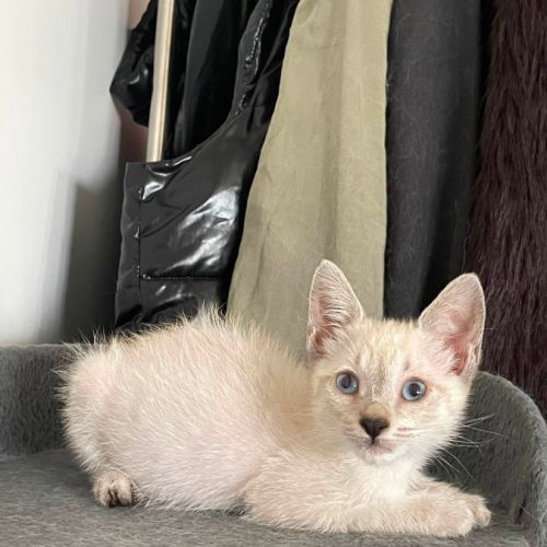 Cirilla à l'adoption #5