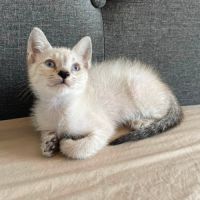 Cirilla à l'adoption