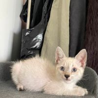 Cirilla à l'adoption #5