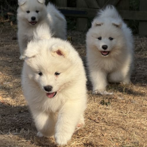 Adorables chiots samoyède 5 femelles 3 mâles #3