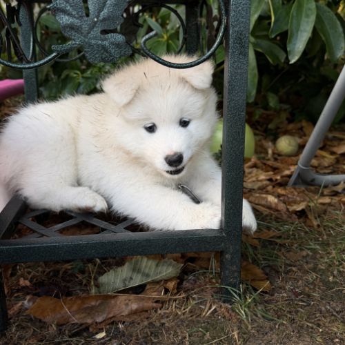 Adorables chiots samoyède 5 femelles 3 mâles #6