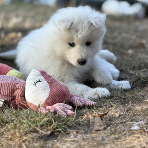Adorables chiots samoyède 5 femelles 3 mâles #9