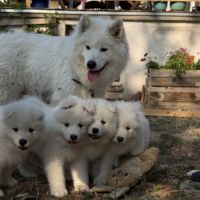 Adorables chiots samoyède 5 femelles 3 mâles #5