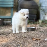 Adorables chiots samoyède 5 femelles 3 mâles #8