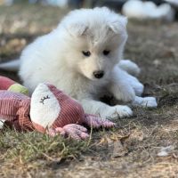Adorables chiots samoyède 5 femelles 3 mâles #9