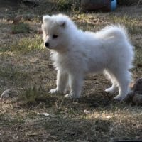 Adorables chiots samoyède 5 femelles 3 mâles #10