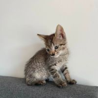 Yennefer à l'adoption #2