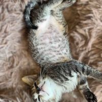 Yennefer à l'adoption #3