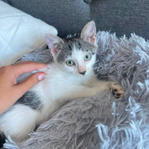 Bonnie à l'adoption