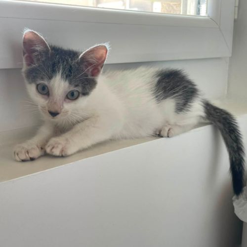 Bonnie à l'adoption #2