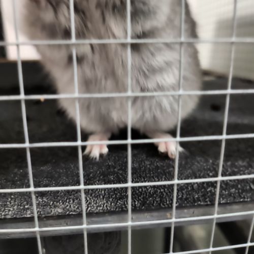 Petit chinchilla