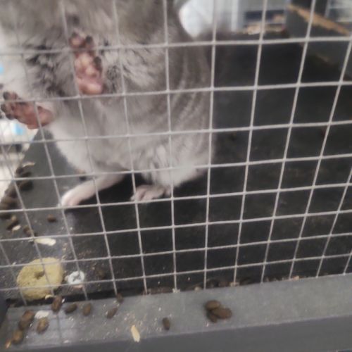 Petit chinchilla #5