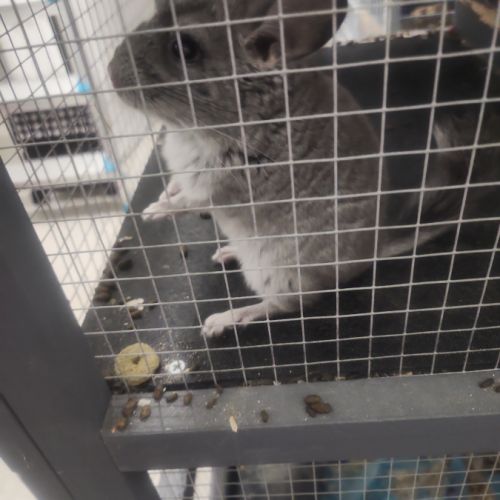 Petit chinchilla #6