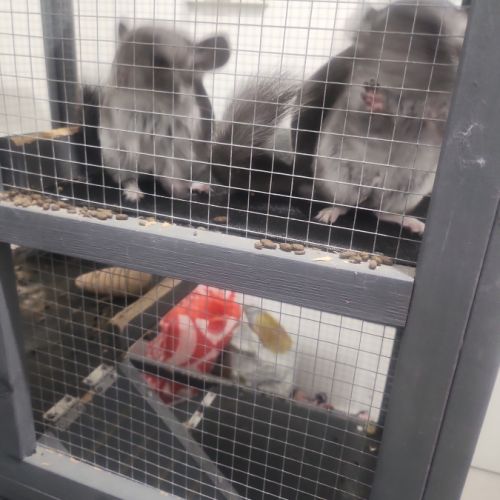 Petit chinchilla #8