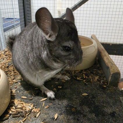 Petit chinchilla #1