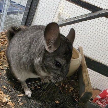 Petit chinchilla #2