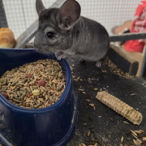 Petit chinchilla