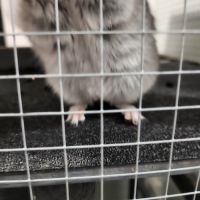 Petit chinchilla