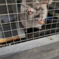 Petit chinchilla #2