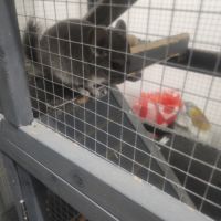 Petit chinchilla #4