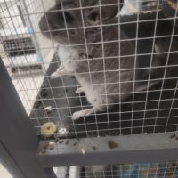 Petit chinchilla #6