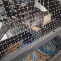 Petit chinchilla #7