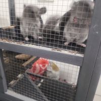 Petit chinchilla #8