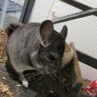 Petit chinchilla #2