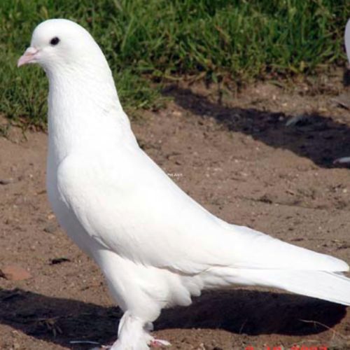 Pigeons blanc perdu