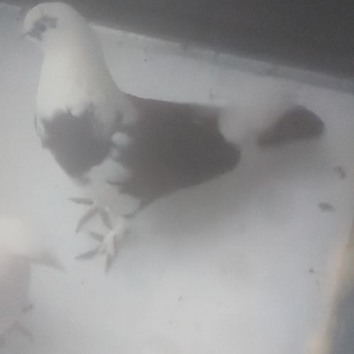 Pigeons blanc perdu #2