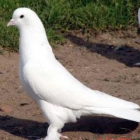 Pigeons blanc perdu #0